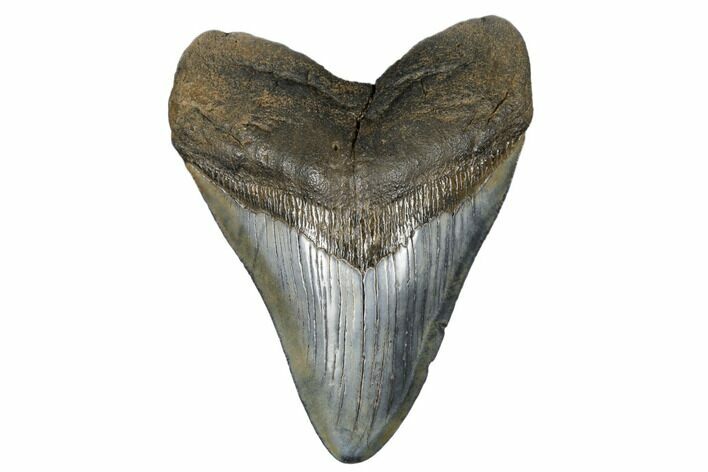 Glossy, Fossil Megalodon Tooth - South Carolina #182972